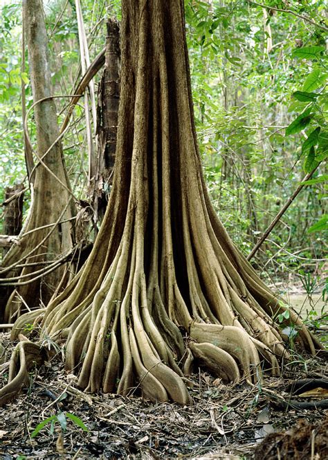 Buttress Roots On A Tree In Swamp Photograph by Dr Morley Read - Pixels