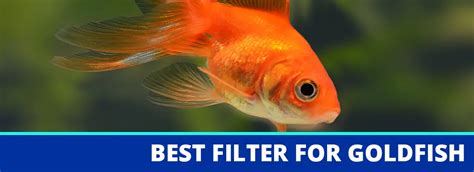 3 of the Best Filters for Goldfish | Reviews for 2023