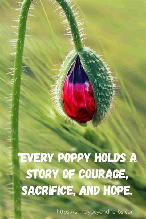 250 Captivating Poppy Quotes to Inspire - SimplyBeyondHerbs