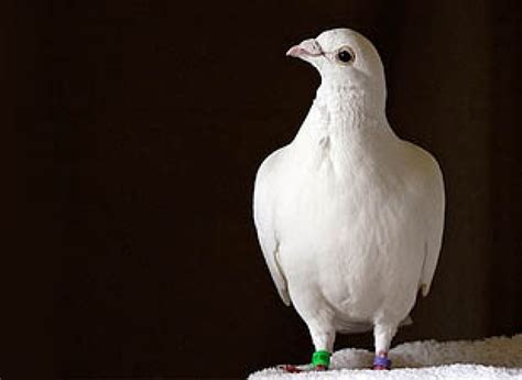 How Do Homing Pigeons Find Their Way Home? The Mystery Thickens. – Asian Scientist Magazine