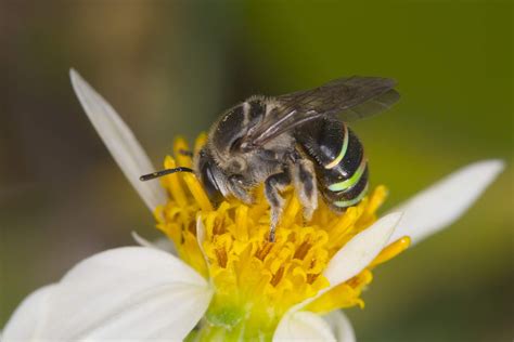 Catalogue of Organisms: The Halictidae: Short Tongues and Waxy Chambers