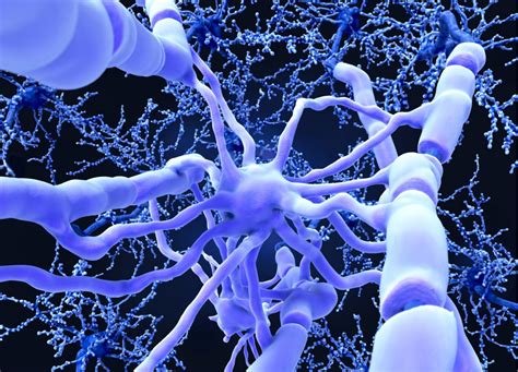 What is myelin and how is it connected to cognitive decline