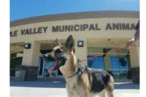 Apple Valley Animal Shelter - Where Second Chances Begin