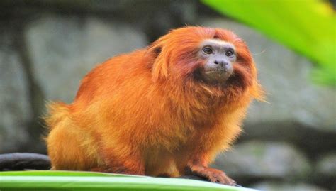 Golden Lion Tamarin Facts, Diet, Habitat, Pictures and All Information