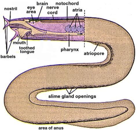 Hagfish Anatomy