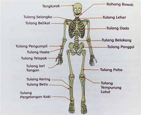 Tulang Rusuk Palsu Termasuk Tulang - misterdudu.com