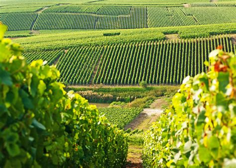 A Guide to France's Wine Regions | Travel guide | Audley Travel US