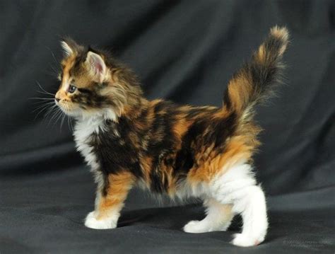 Cute Ginger Mix, Black and White Kitten | Beautiful cats, Pretty cats, Baby cats