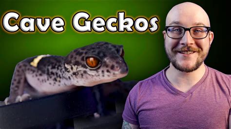 Chinese Cave Geckos | The Next BIG THING In The Reptile Hobby! - YouTube