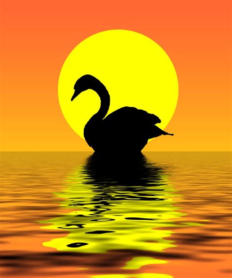 Free Swan on the sunset Stock Photo - FreeImages.com