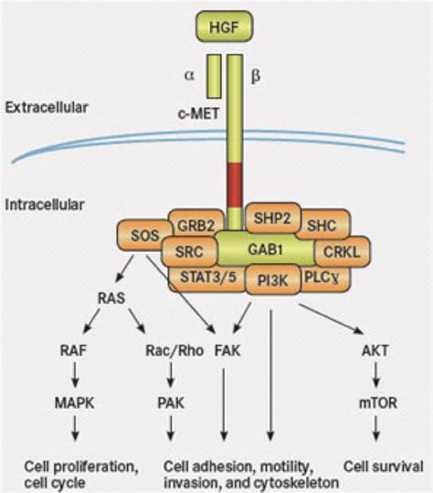 MET and TP 53: How They Relate to ALK Lung Cancer — ALK POSITIVE