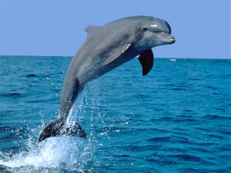 Bottlenose Dolphin - Animals Photos