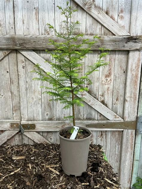 Coast Redwood Tree 60/80cm (2L) - Redwood Trees