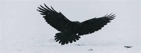 Raven Meaning In The Bible: Symbol Of Good And Evil (2024)