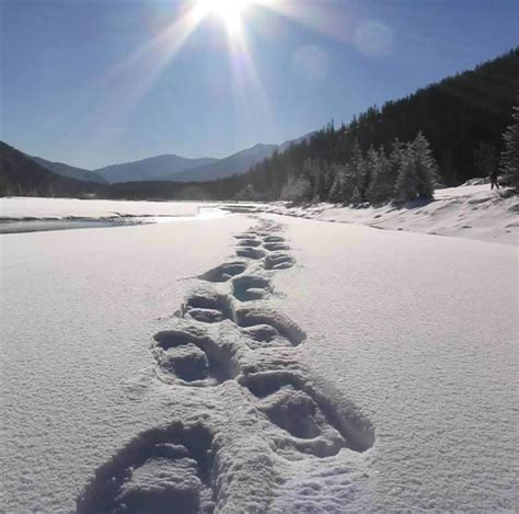 Snowshoeing in the Canadian Rockies