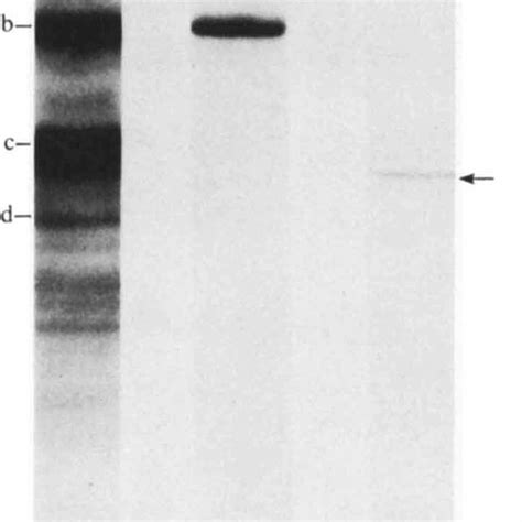 Immunoblot with the anti-b monoclonal antibody. Lanes: 1, immunoblot of ...