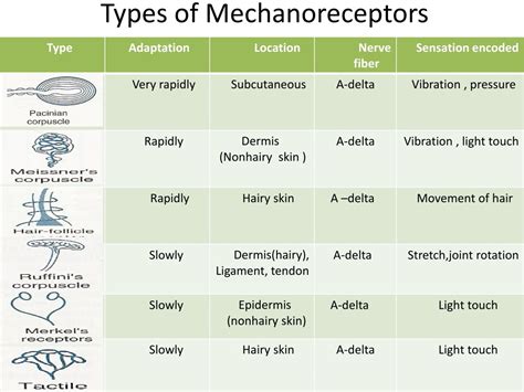 PPT - Mechanoreceptors PowerPoint Presentation, free download - ID:9193831