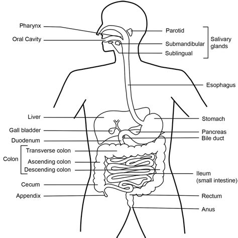 Digestive System Diagram And Functions