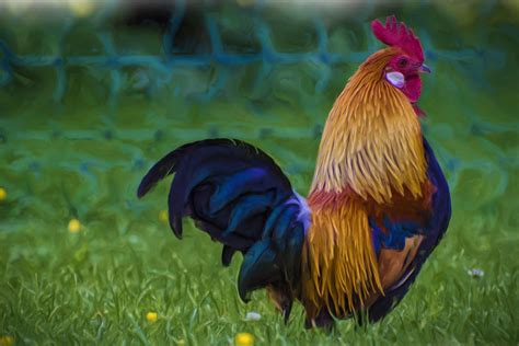 Rooster Wallpapers - Top Free Rooster Backgrounds - WallpaperAccess