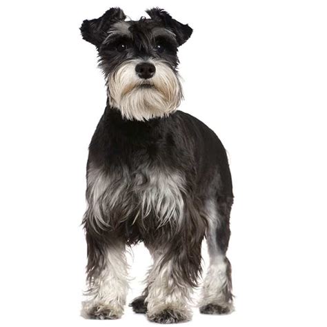 Miniature Schnauzer Dog Breed Information | Temperament & Health