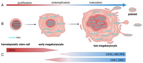 Megakaryocyte Maturation