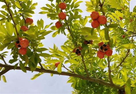 The Ackee Tree | Fruit, Ackee tree, Health benefits