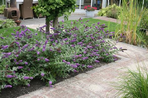 8 dwarf butterfly bush blue chip pictures : Biological Science Picture ...