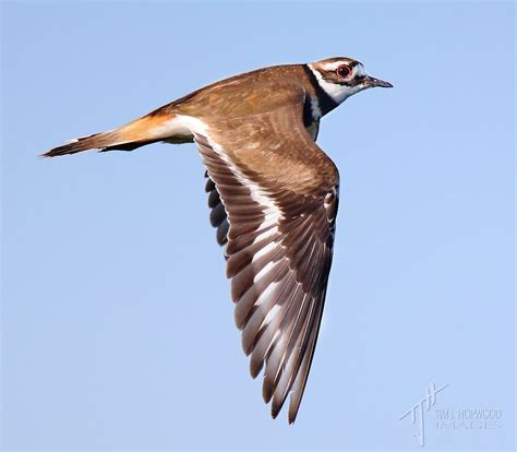 Birding the Alberta Grasslands - a photo essay - Bird Canada