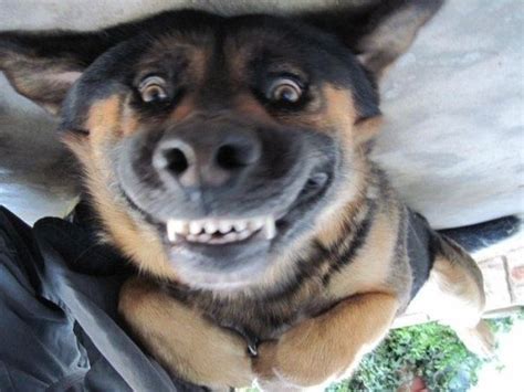 "AM I UPSIDE DOWN OR RIGHT SIDE UP." | Funny animal faces, Funny ...