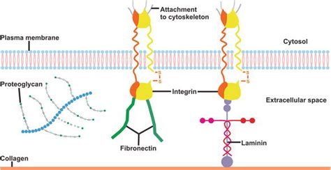 The Role of Extracellular Matrix in Tissue Regeneration | IntechOpen