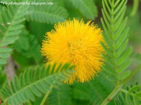 Acacia Flowers | Nature, Cultural, and Travel Photography Blog