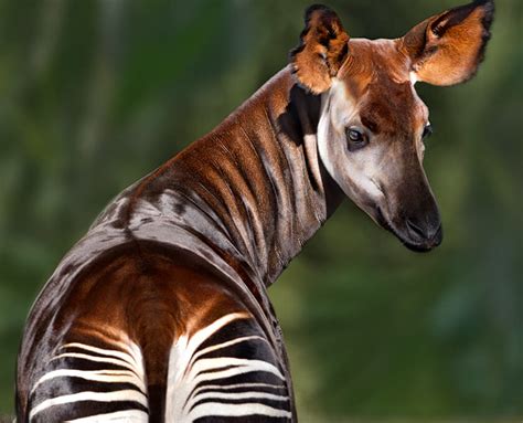 Okapi, a strange animal from a fairy tale – 2000 Daily