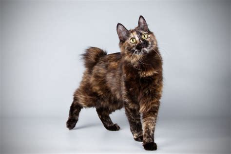 5 Long Haired Tortoiseshell Cat Breeds That Are Stunning - Wise Kitten