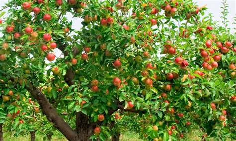 The best time to plant a fruit tree: spring or fall? | Smart Tips