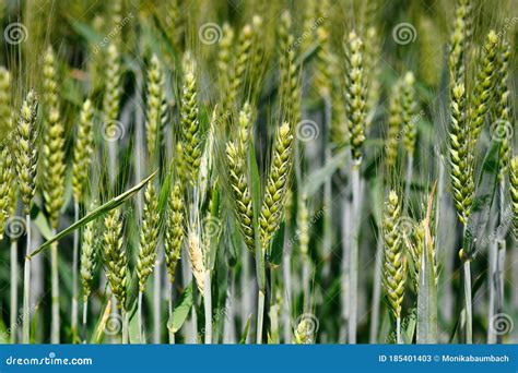 Close Up of Green Barley Cereal Grain Plant Field Stock Image - Image of spring, wheat: 185401403