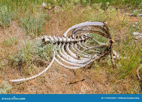 Skeleton Of Horse`s Bleached White Skull Lying On The Earth. Royalty ...