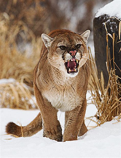 Angry mountain lion growling standing in the snow – Rio Blanco Herald Times