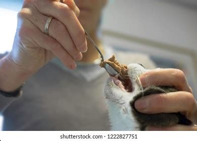 Force Feeding Stock Photos - 3,167 Images | Shutterstock