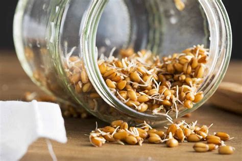 Health Benefits of Sprouted Grains - why they are better than flour