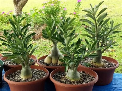 How to Propagate a Desert Rose (Adenium obesum) - World of Succulents