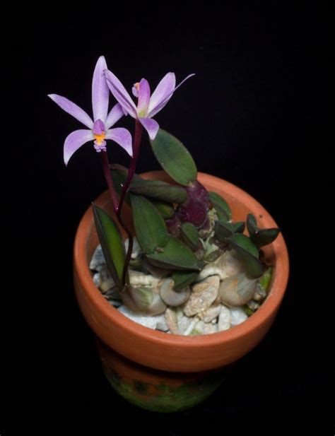 Top 10 Miniature Orchids for Small Spaces - AGreenHand Indoor Orchids, Orchid Plants, Exotic ...