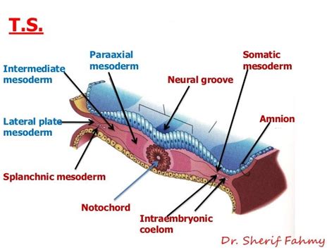 Intra-Embryonic Mesoderm (General Embryology)