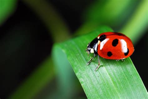 Control biológico de plagas con insectos beneficiosos | Martí Agrícola