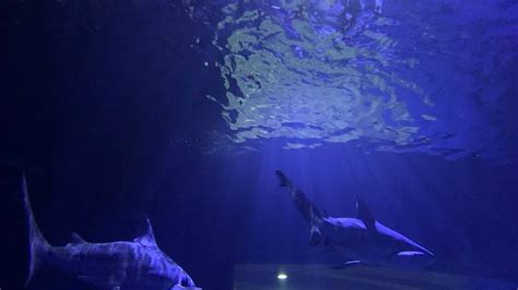 Oklahoma Aquarium announces 2 winners of Dive with the Bull Sharks contest