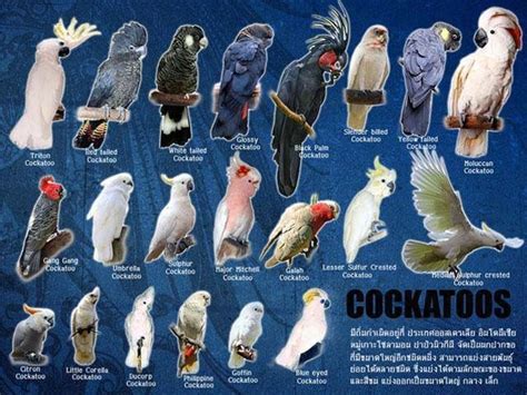 Pin van Raising Parrots 101 op Parrot Care | Prachtige vogels, Vogels, Parkieten