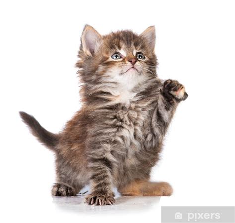 Poster Adorable little tabby kitten with a raised paw - PIXERS.UK