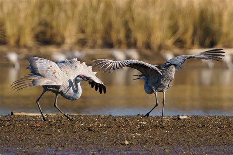 Sandhill Crane Festival Tennessee 2025 - Coral Jillie