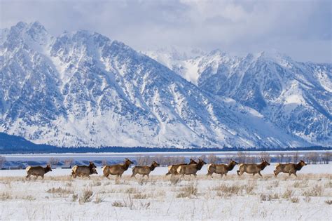 There should be a wildlife crossing structure in Island Park - Henrys ...