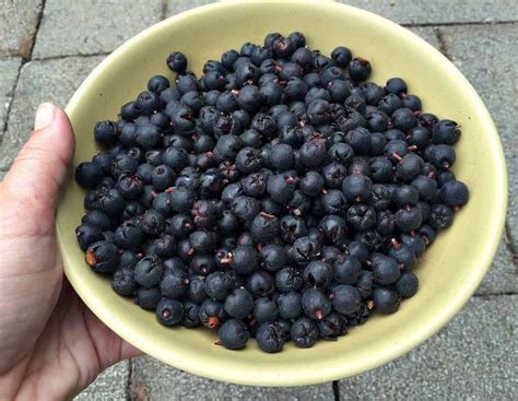 Foraging for Salal Berries