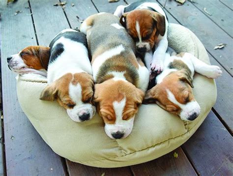 Sleeping With Your New Puppy - Whole Dog Journal